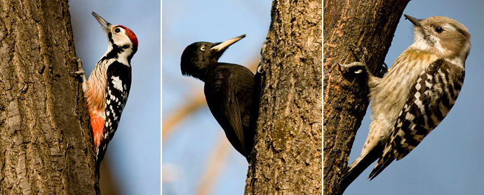 l: White-backed Woodpecker, m: Black Woodpecker, r: Japanese Pygmy Woodpecker