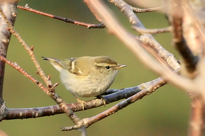 Yellow-browed Warbler