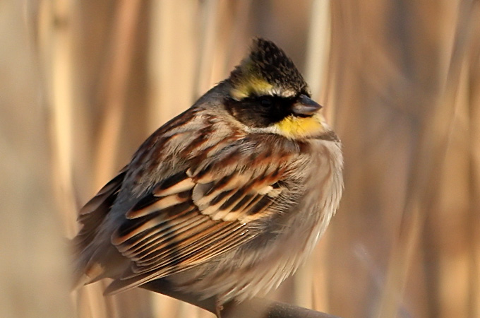 Yellow-throated Bunting