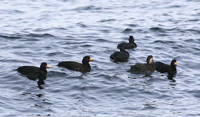 American Scoter