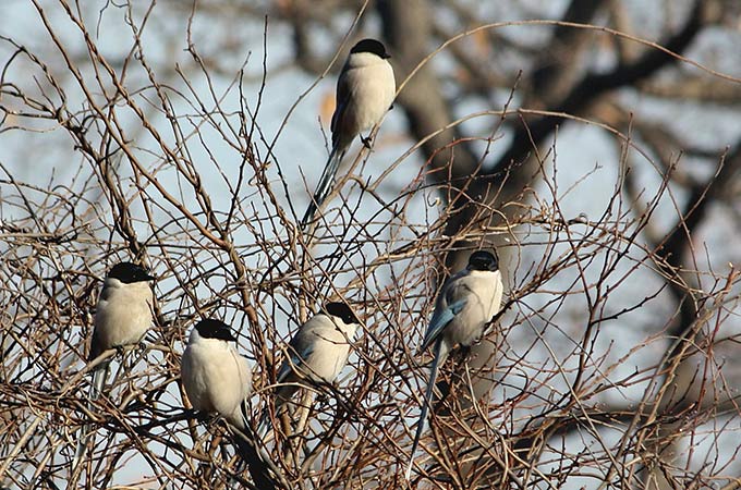 Azure-winged Magpie