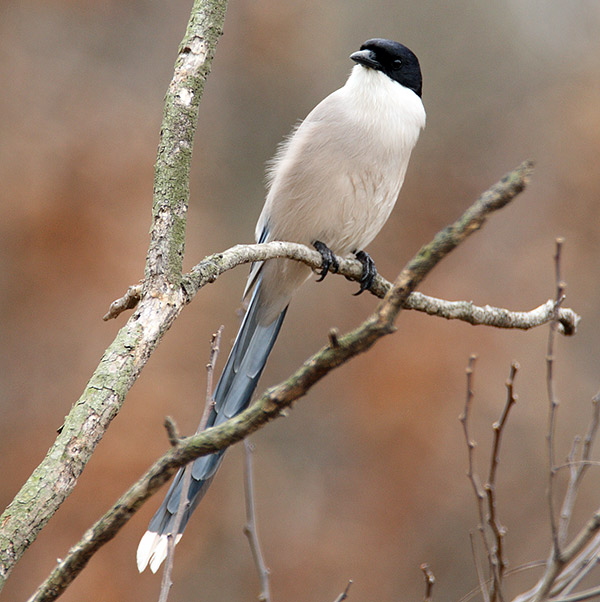 Azure-winged Magpie