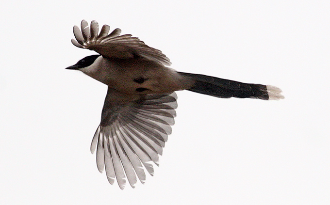 Azure-winged Magpie