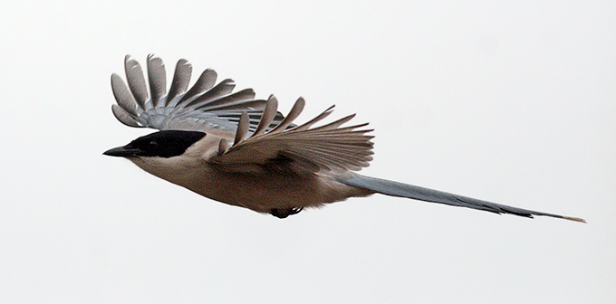 Azure-winged Magpie
