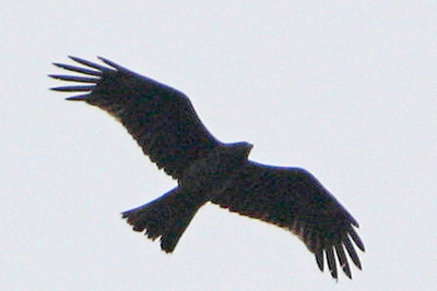 Black Kite