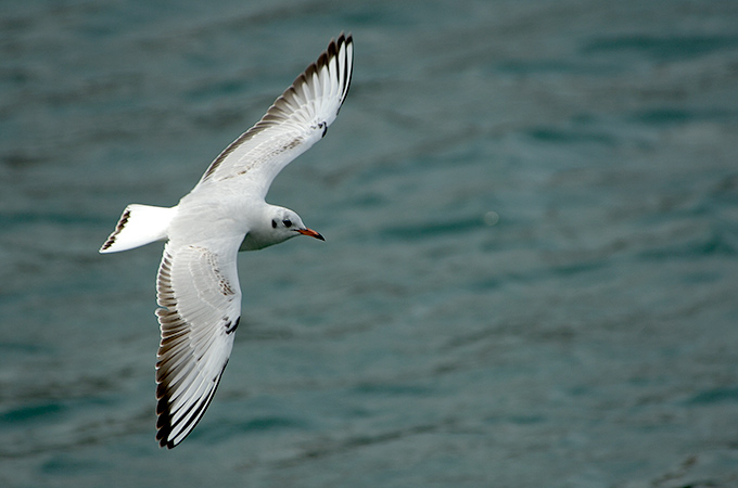 Black-headed Gull