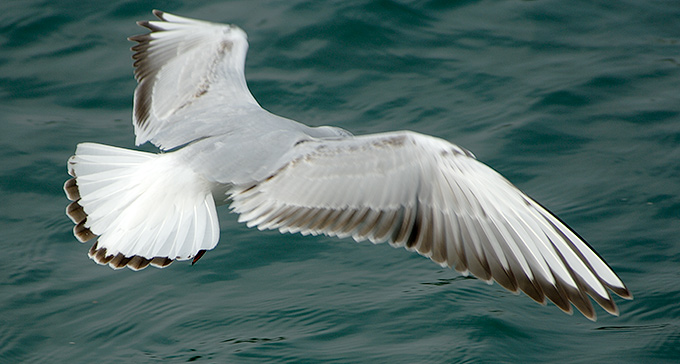 Black-headed Gull