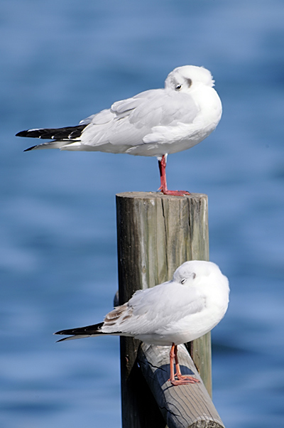 Black-headed Gull