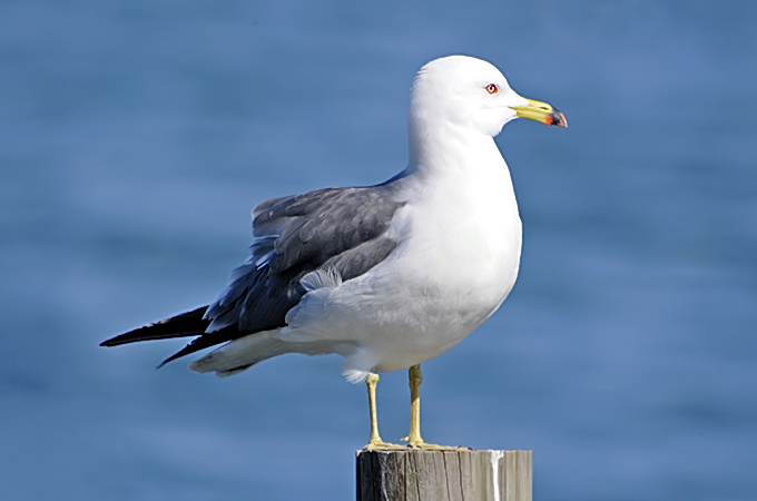 Black-tailed Gull