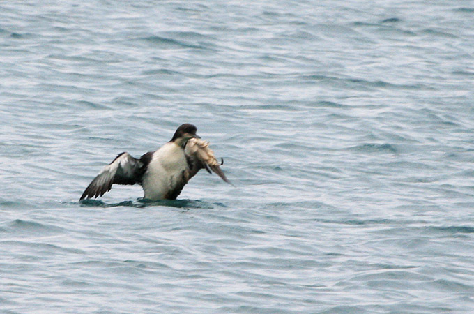 Black-throated Loon