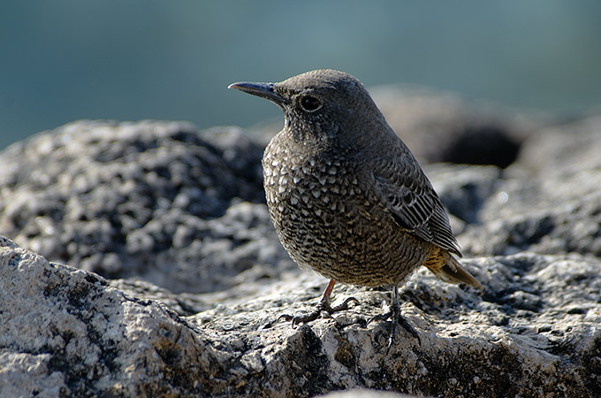 Blue Rock Thrush