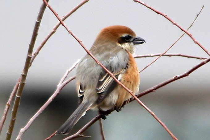 Bull-headed Shrike