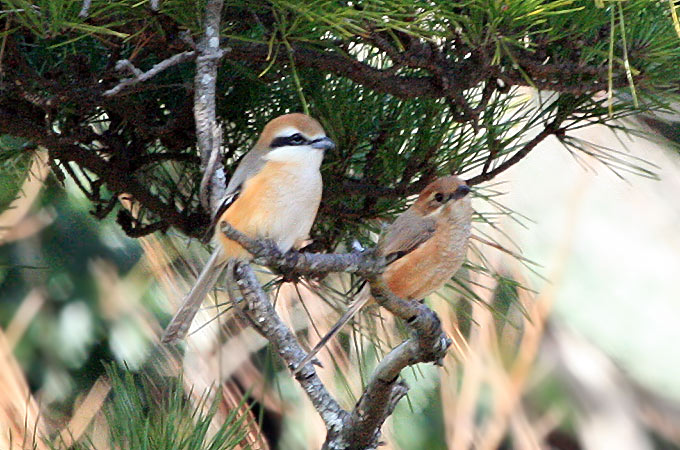 Bull-headed Shrike