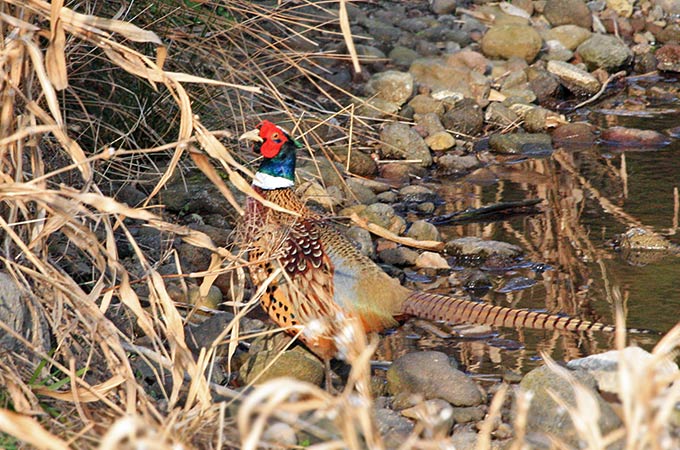 Common Pheasant