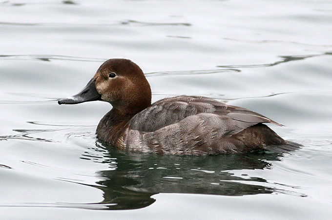 Common Pochard