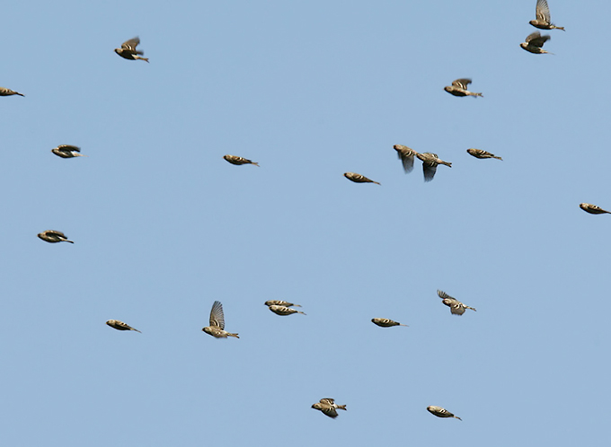 Common Redpoll
