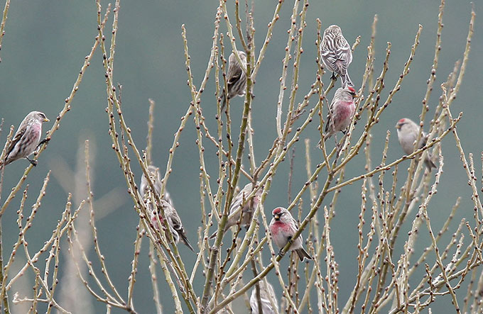 Common Redpoll