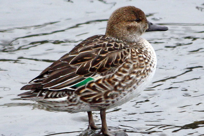 Common Teal