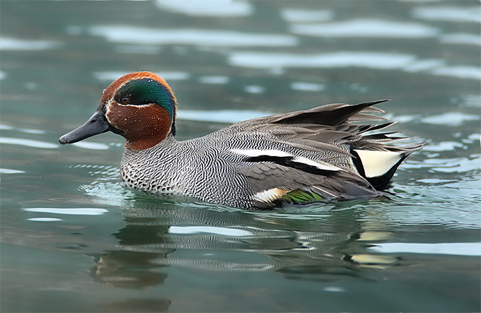 Common Teal