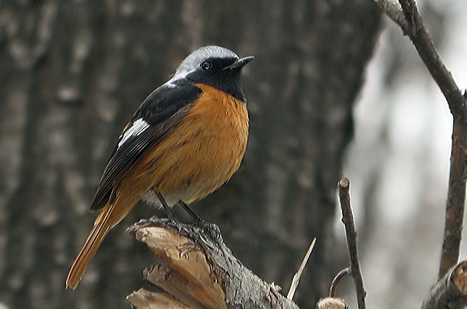 Daurian Redstart