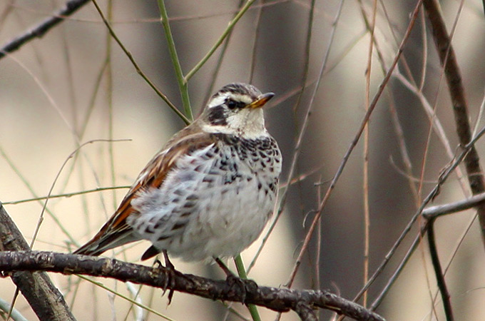 Dusky Thrush
