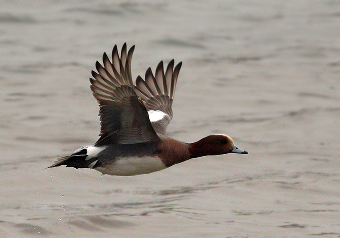 Eurasian Wigeon