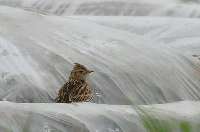 Far Eastern Skylark
