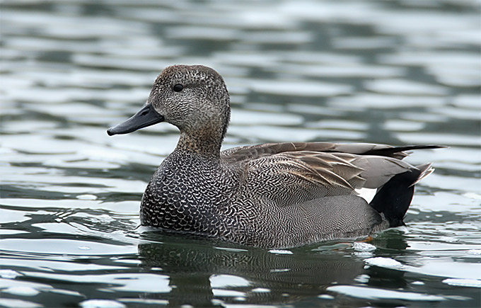 Gadwall