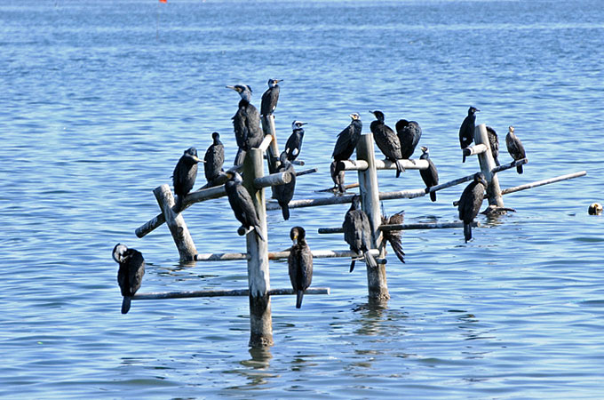 Great Cormorant