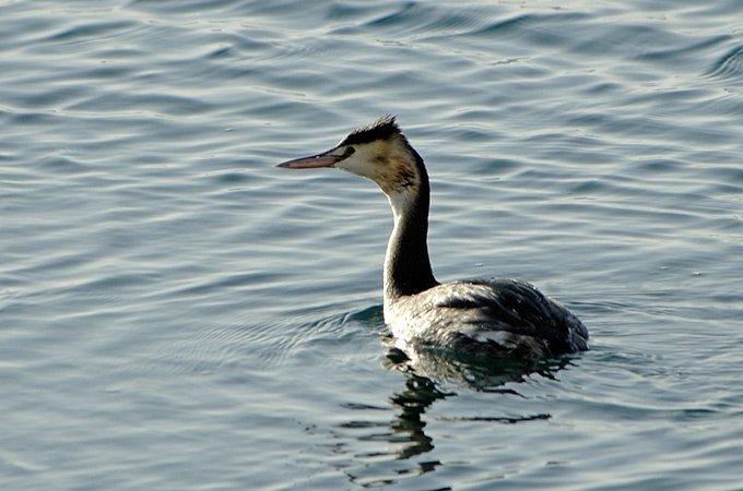Great Crested Grebe