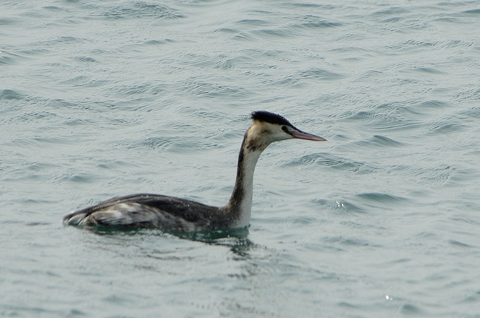 Great Crested Grebe