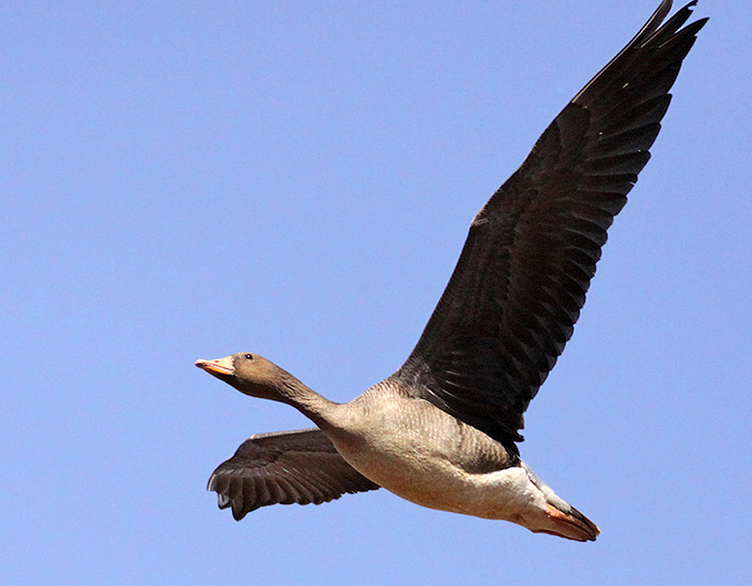 Greater White-fronted Goose