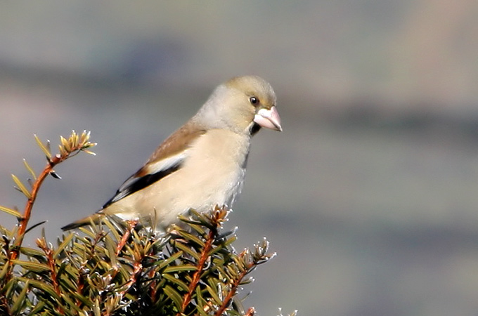 Hawfinch