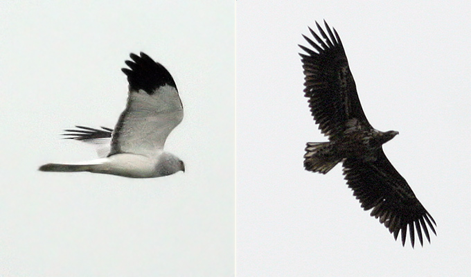 Northern Harrier & White-tailed Eagle