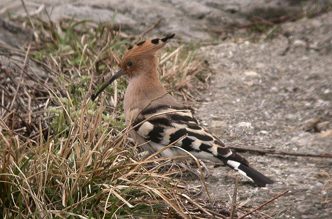 Eurasian Hoopoe