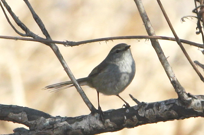 Japanese Bush Warbler