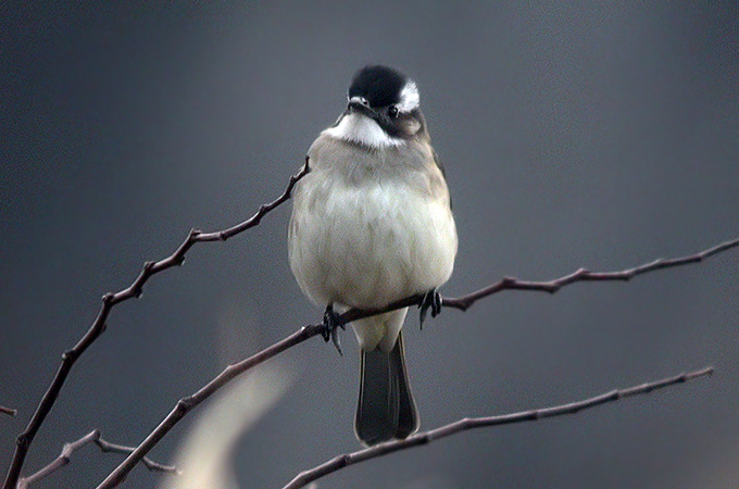 Light-vented Bulbul