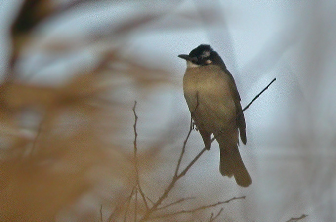 Light-vented Bulbul