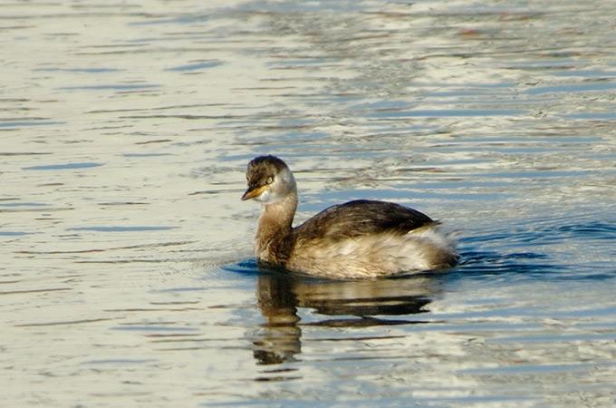Little Grebe