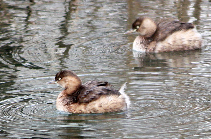 Little Grebe