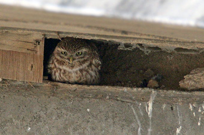 Little Owl