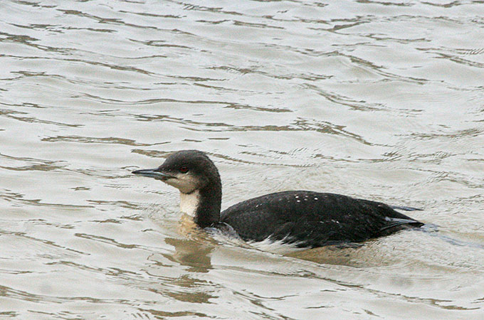 Pacific Loon
