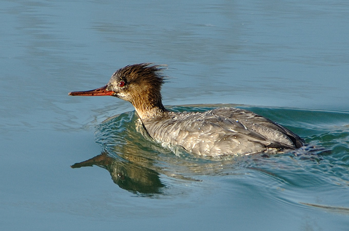 Red-breasted Merganser