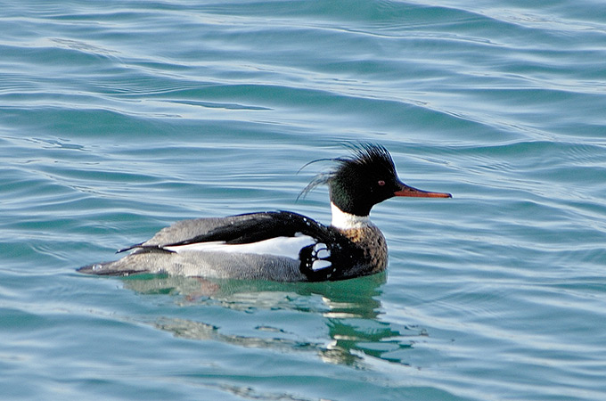 Red-breasted Merganser