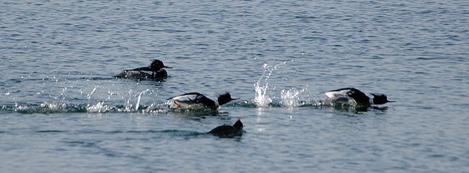 Red-breasted Merganser