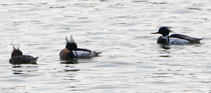 Red-Breasted Merganser