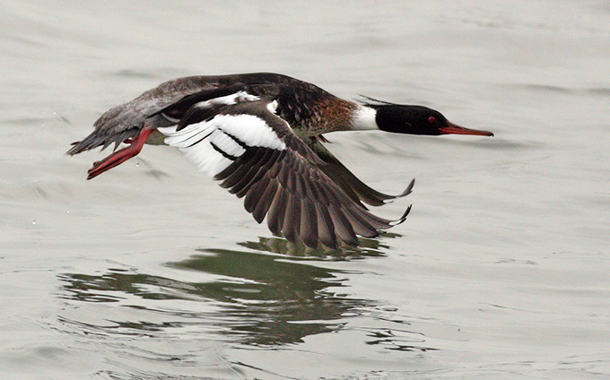 Red-breasted Merganser