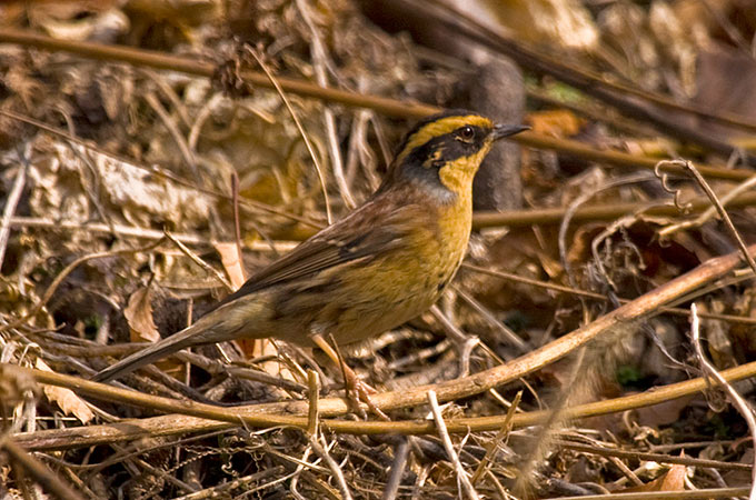 Siberian Accentor