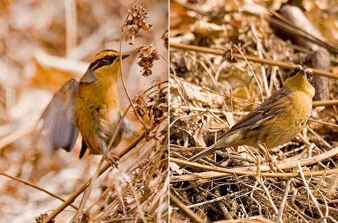 Siberian Accentor