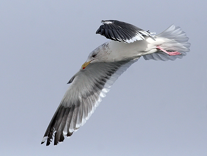 Slaty-backed Gull